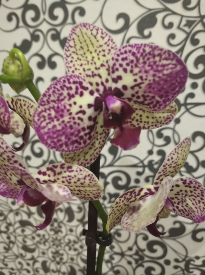 Орхидея Клеопатра