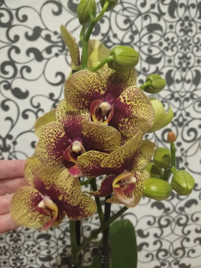 Орхидея Чармер