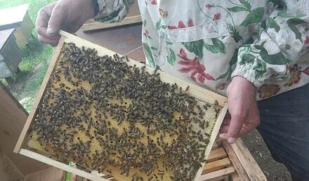 Пчелосемьи на дадановскую рамку.