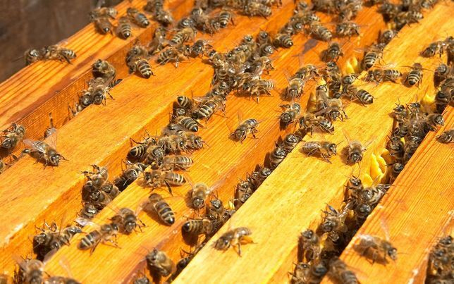 Бджолопакети, сім'ї