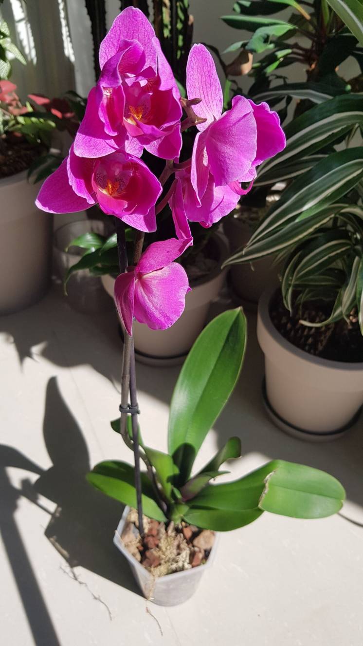 Орхидея пелор малиновая 1 цветонос большие цветы
