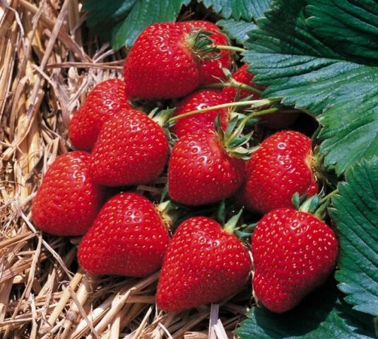 Клубника свежие ягоды урожая 2020