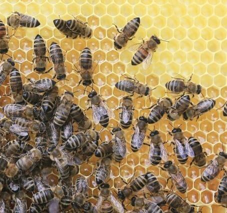Продам бджоли з вуликами і відводки.