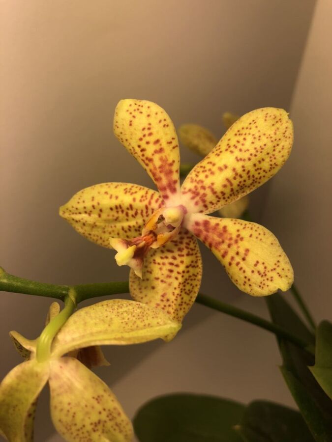 Ароматная орхидея - Ампельный Ринх