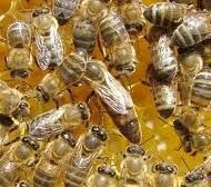 Бджоломатки українські степові племінні