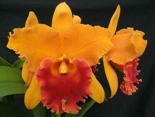 Орхидея Каттлея ароматная