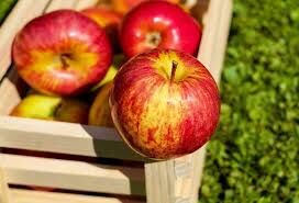 Холодильна камера для зберігання яблук грушок та інших фруктів