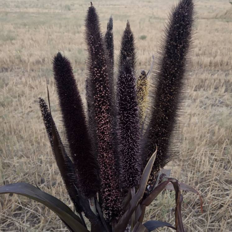 Пеннисетум пурпурный сухоцвет колос