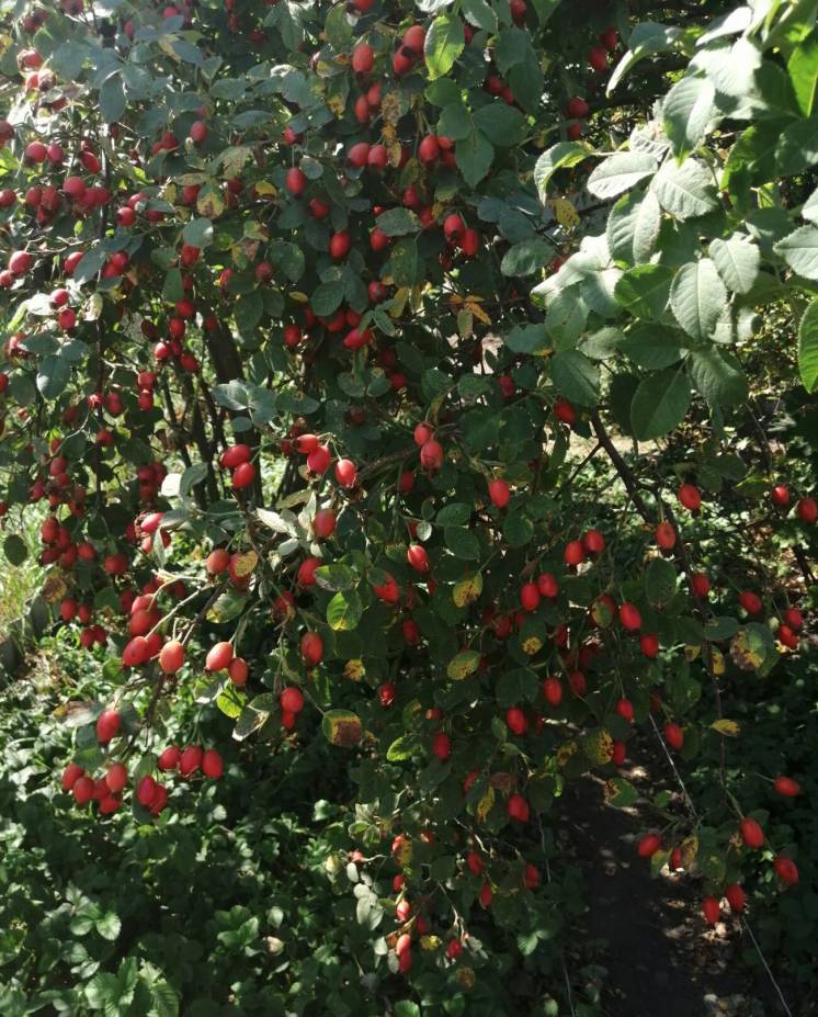 Плоды/ягоды шиповника шипшини сушеные