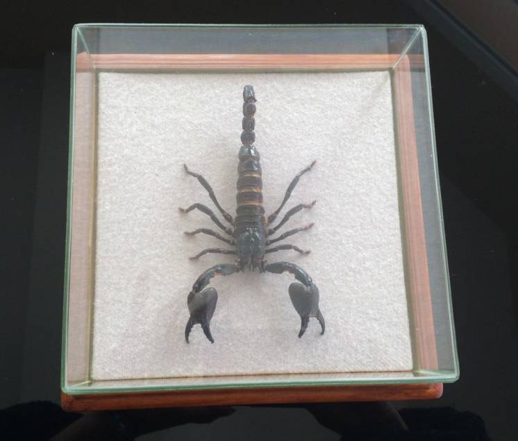 Скорпион в рамке под стеклом