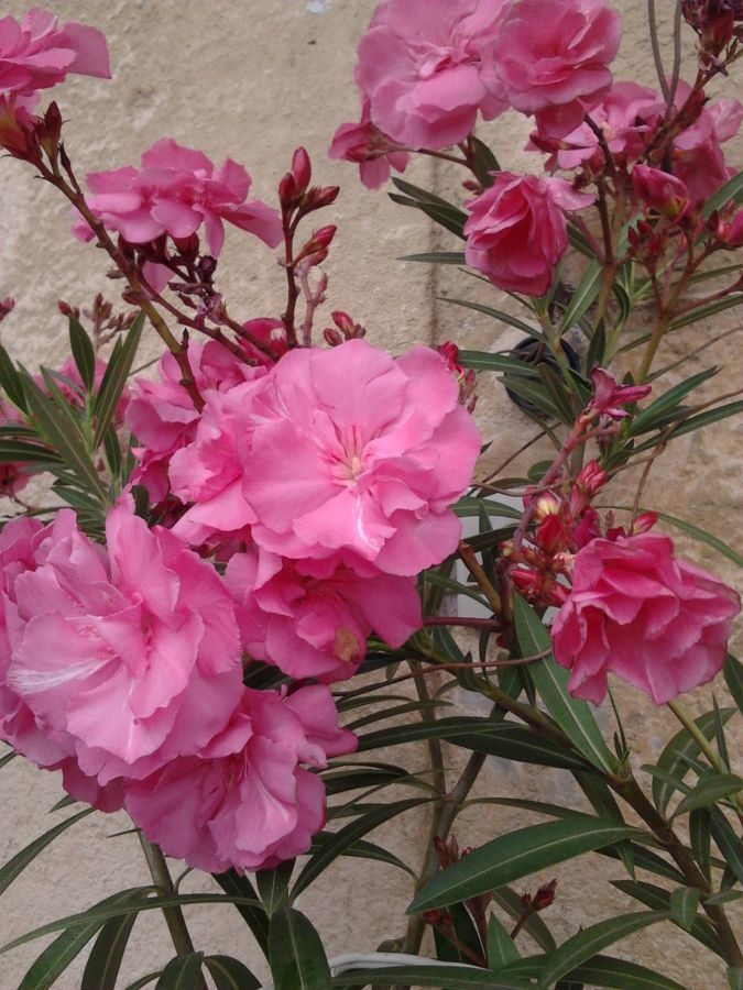 Олеандр цветущий, двухлетний куст. цветы крупные, розовые, махровые