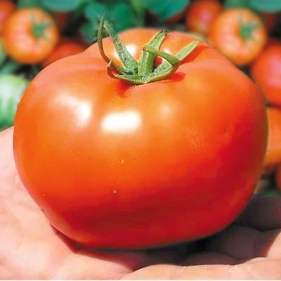 Продам семена томат бобкат F1