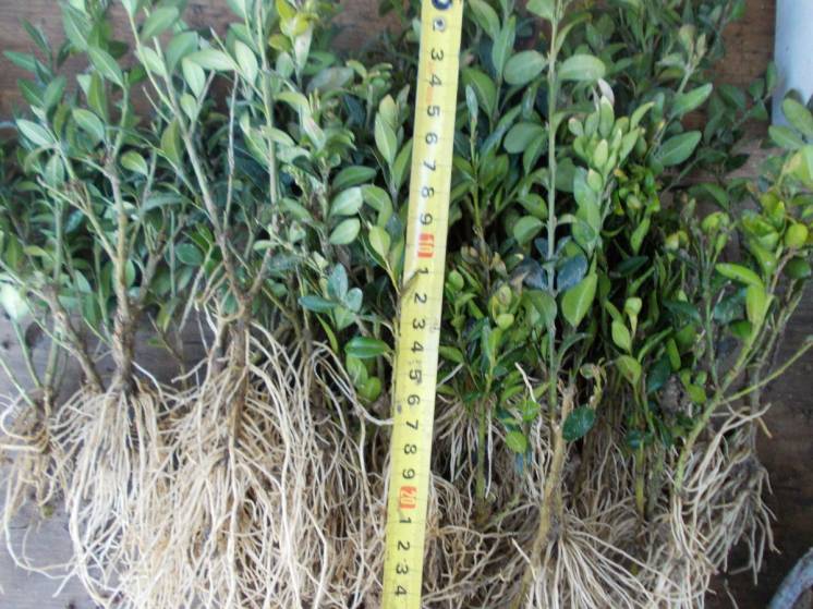 Самшит ( Buxus) вечнозелёный кустарник. 10 -15 см. Однолетние саженцы.