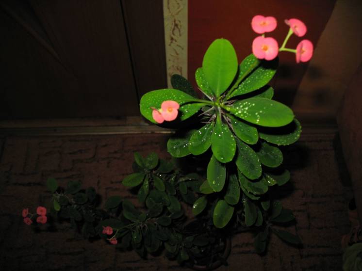 Цветок молочай миля (Euphorbia milii), вазон, кактус