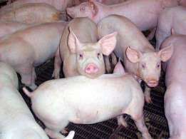 Продаем шикарных свиней мясо-беконной породы.Убедитесь в качестве!