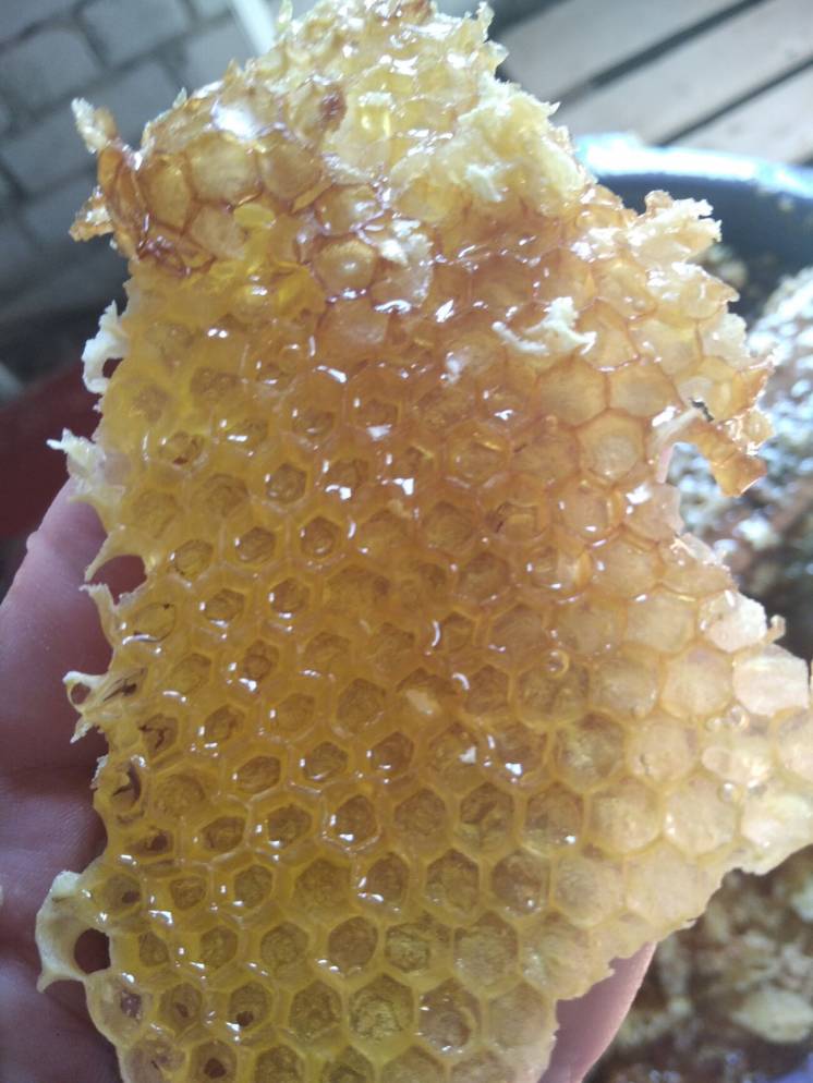 Мёд разнотравье ОПТОМ