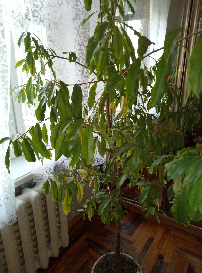 Пальма тропическая комнатное растение вдом,в квартиру,в офис