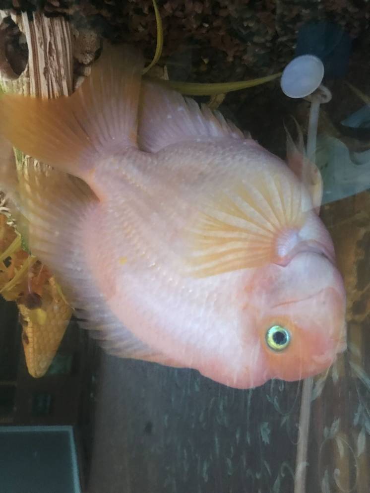 Рыба Попугай пурпурный (Cichlasoma sp.) продам