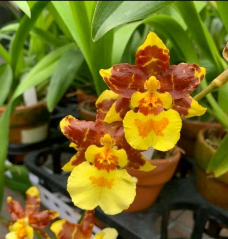 Орхидея Камбрия, ароматная