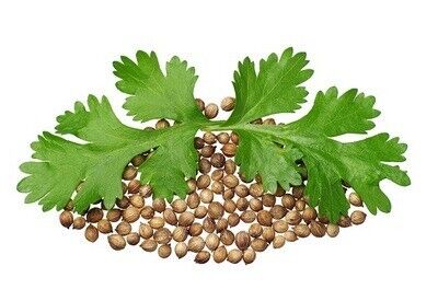 Кинза или кориандр (семена 60 шт) 3 грн