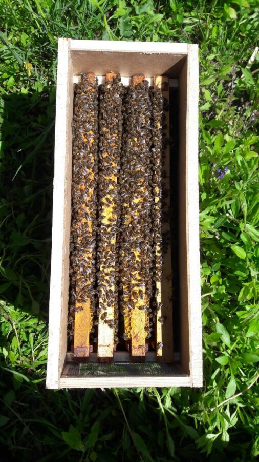 Пчеловодное Фермерское Хозяйство Реализует пчел Карпатка с Доставкой!