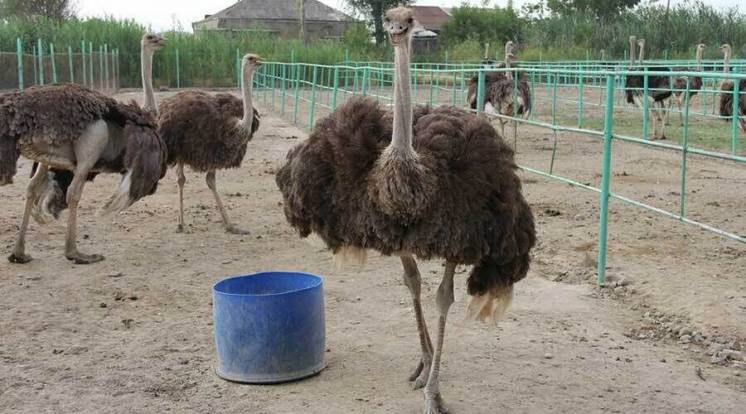 Продам 3 самки страуса