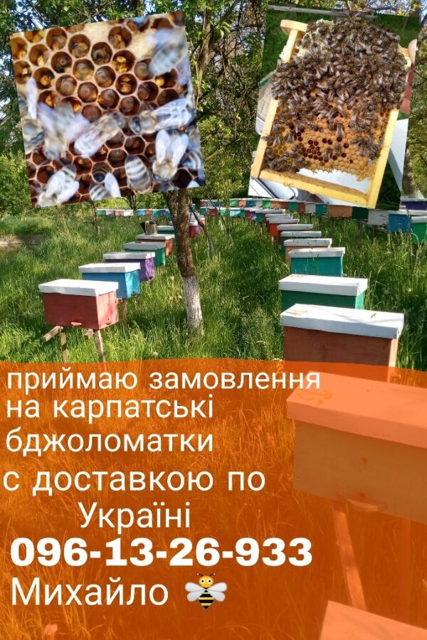 Карпатські бджоломатки