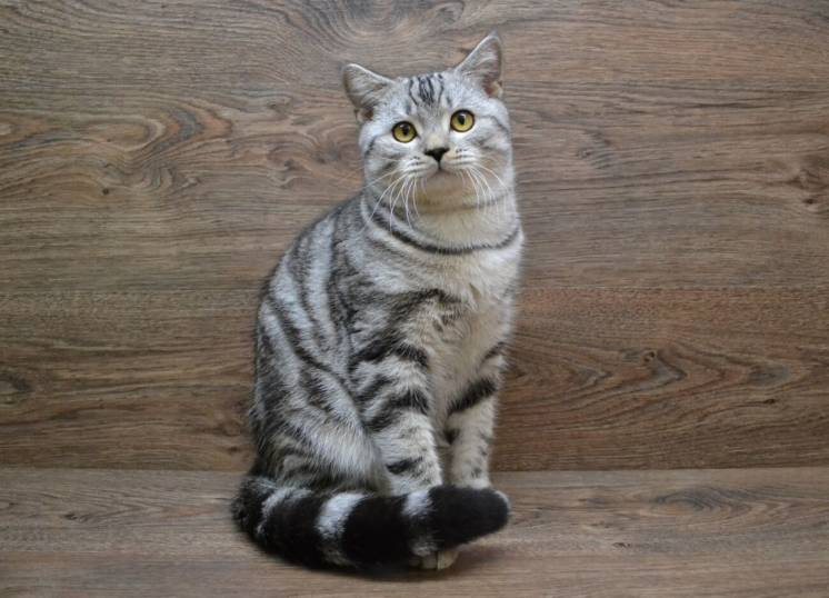 Серебристый мраморный котик (шотландский котик)