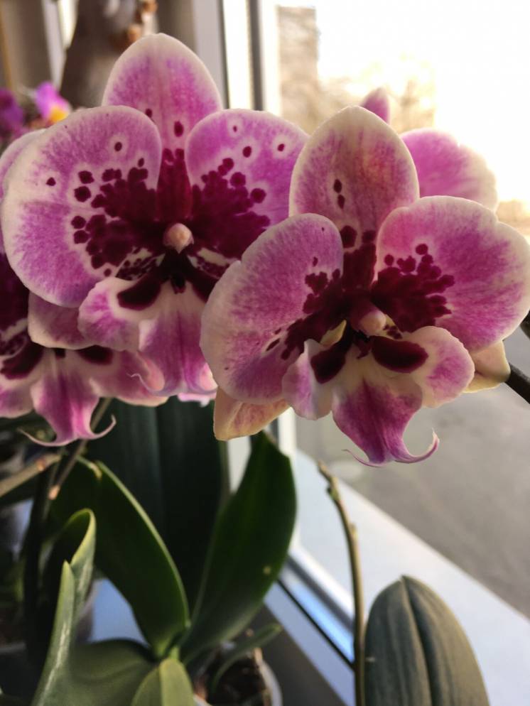 Орхидея «Биг Лип»