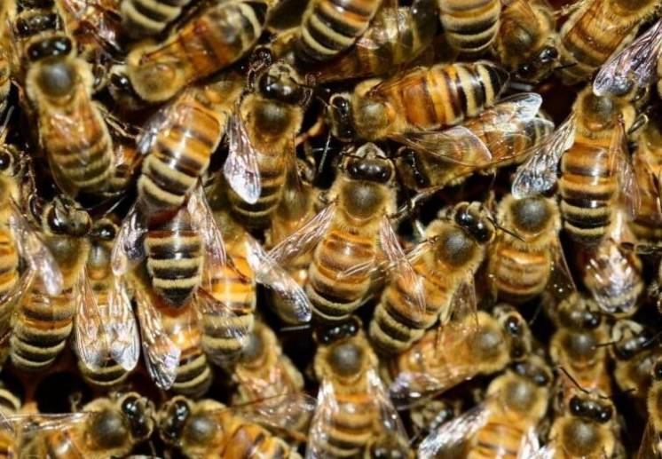Продам бджолопакети(бджолосімї) карпатської породи