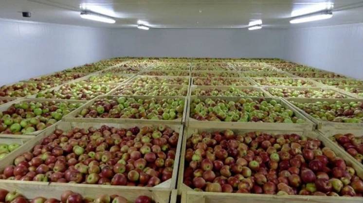 Зберігання яблук, груш, фруктів холодильні охолодження камери під ключ