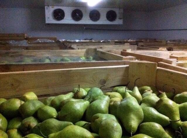 Камеры хорлодильные для яблок фруктов овощей хранение
