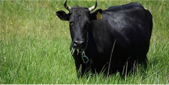 Продам корову порода Украинская степовая