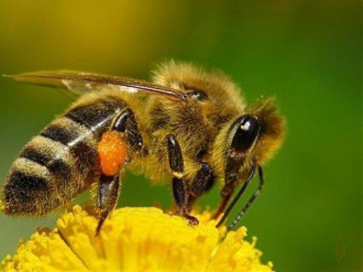Продам бджоли з вуликами  ціна договірна