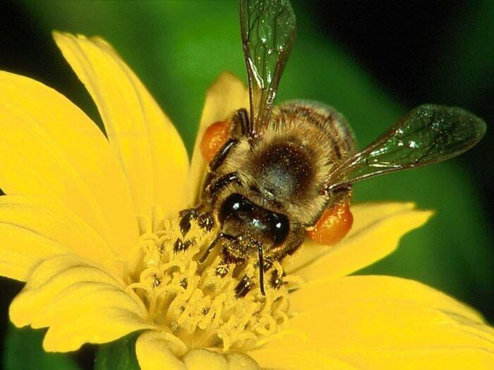 Пчёлы.Пчелопакеты.Пчелиные плодные матки.Карпатка