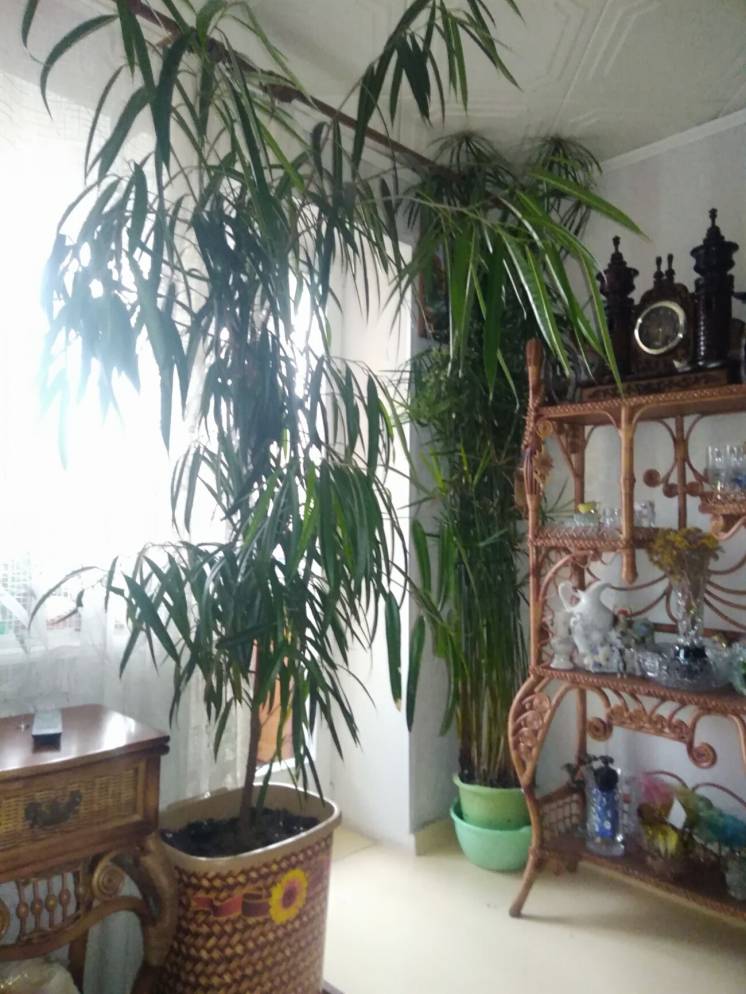 Продам большие комнатные растения