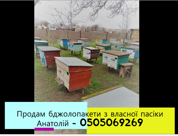 Продам бджолопакети з власної пасіки (50 шт в наявності)