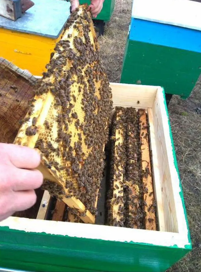 Пчелопакеты Карпатка, Карника 4 рамки