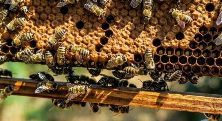 Продам бджолосім’ї української степової та італійської породи