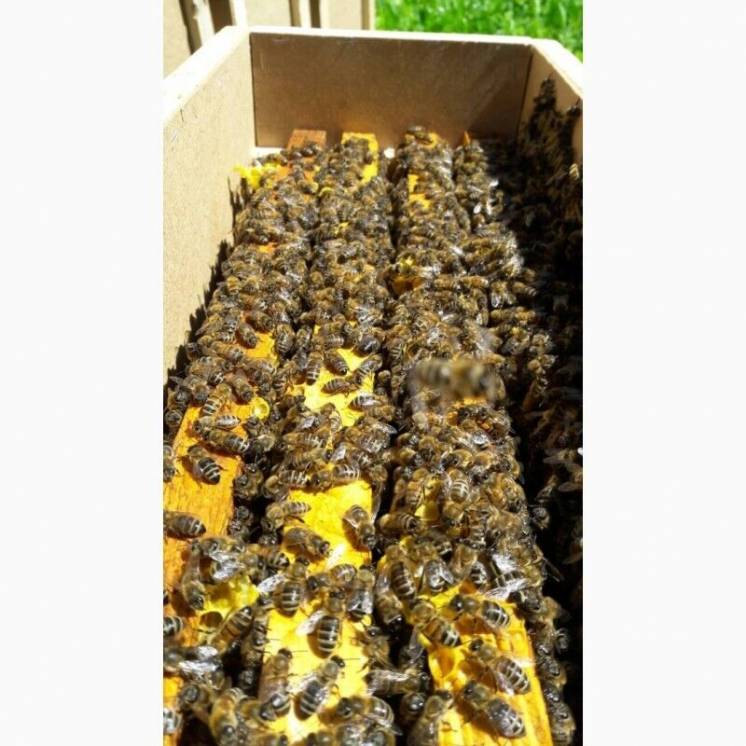 Пчелопакеты бджолопакети карпатка
