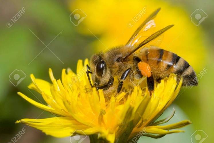 Продам Мед бджолиний різнотравний відкачаний 2023р.