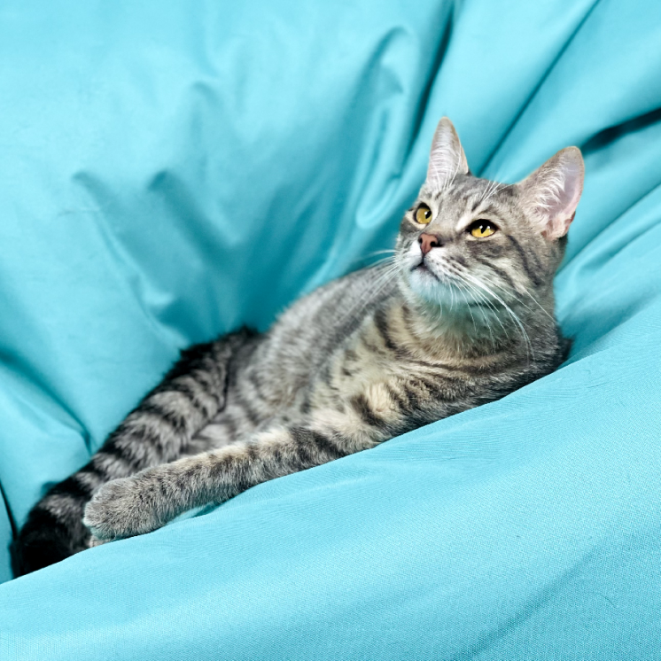 Марсель - котенок дымчатого окраса в добрые руки