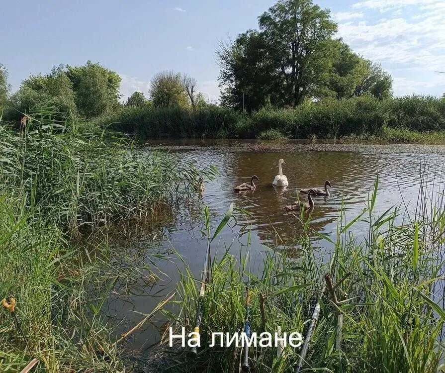 5-к дача Роздільнянський, Бурдівка, Моряк 4 29 4