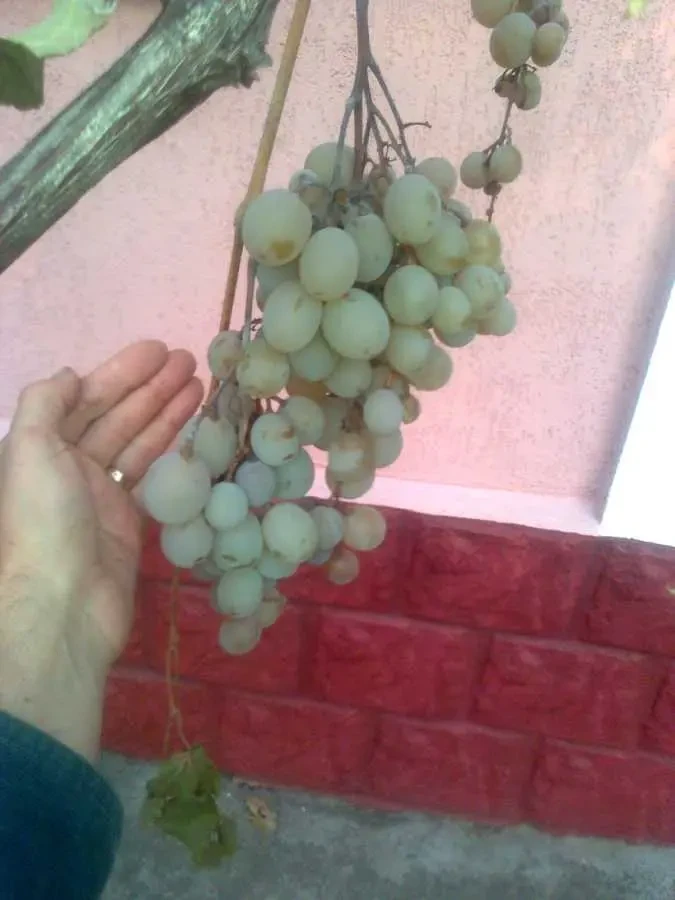 7-к будинок Черкаси, Лозове, Рыбальская 24