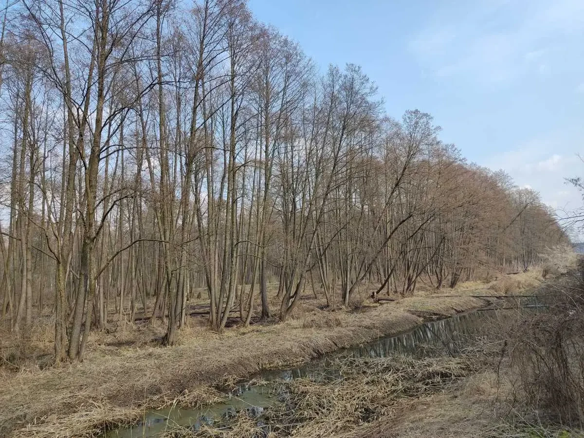 ділянка сільськогосподарського призначення Бориспільський, Старе, Ст.. 7