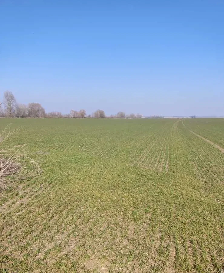 ділянка сільськогосподарського призначення Бориспільський, Вороньків.. 4