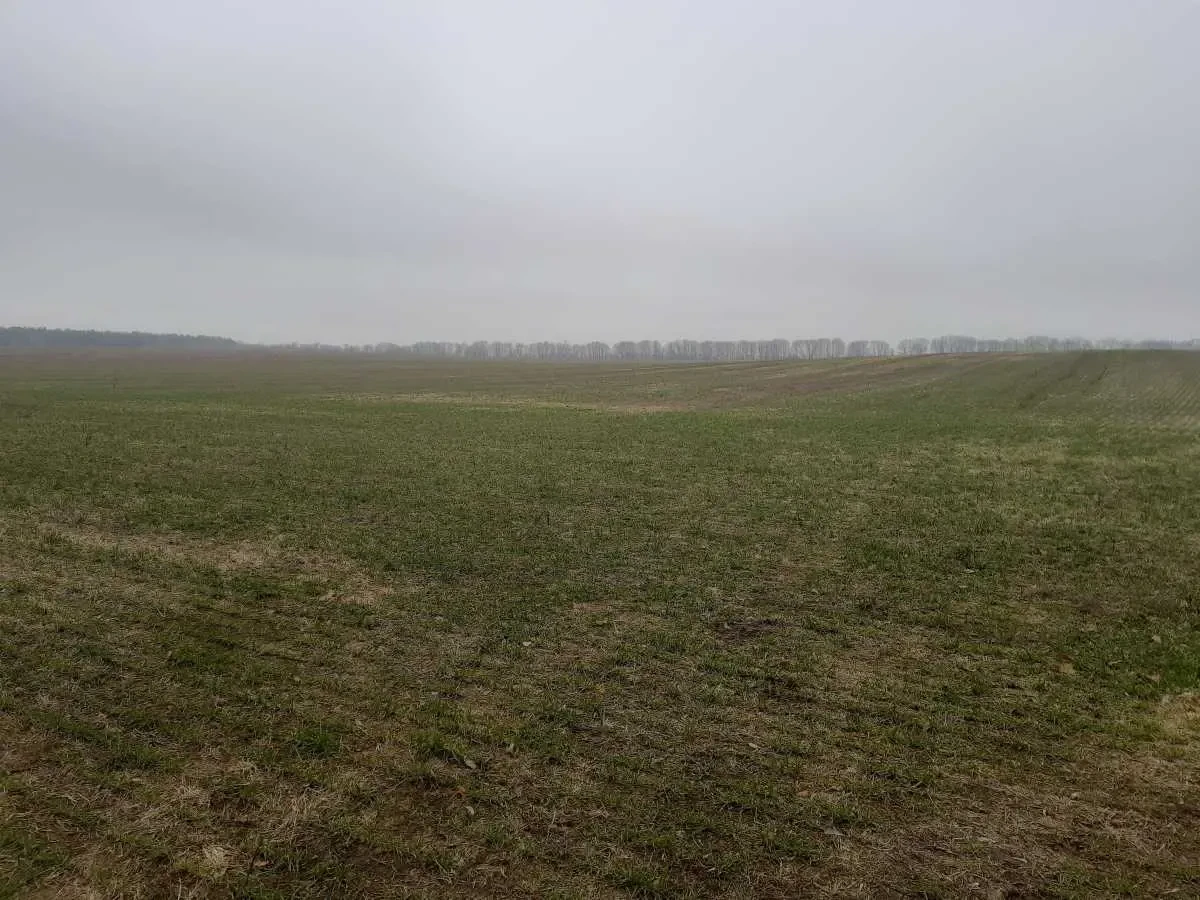 ділянка сільськогосподарського призначення Бориспільський, Вороньків.. 2