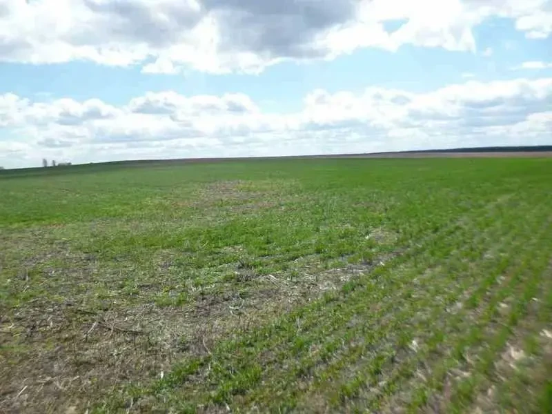 ділянка сільськогосподарського призначення Бориспільський, Вороньків.. 2