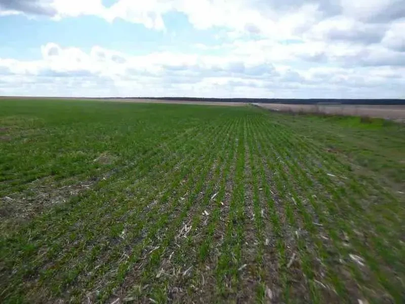 ділянка сільськогосподарського призначення Бориспільський, Вороньків.. 5