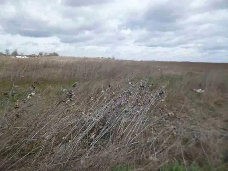 ділянка сільськогосподарського призначення Бориспільський, Вороньків.. 6